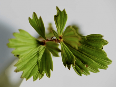 Myrothamnus Myrothamnus